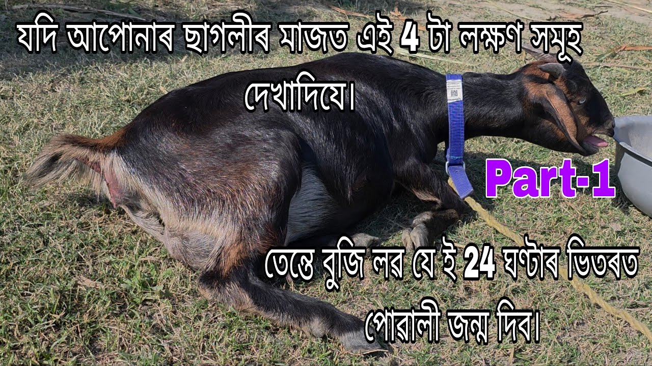 যদি আপোনাৰ ছাগলী Pregnant আছে তেন্তে এই ভিডিঅ'টো চাওক। Part-1 