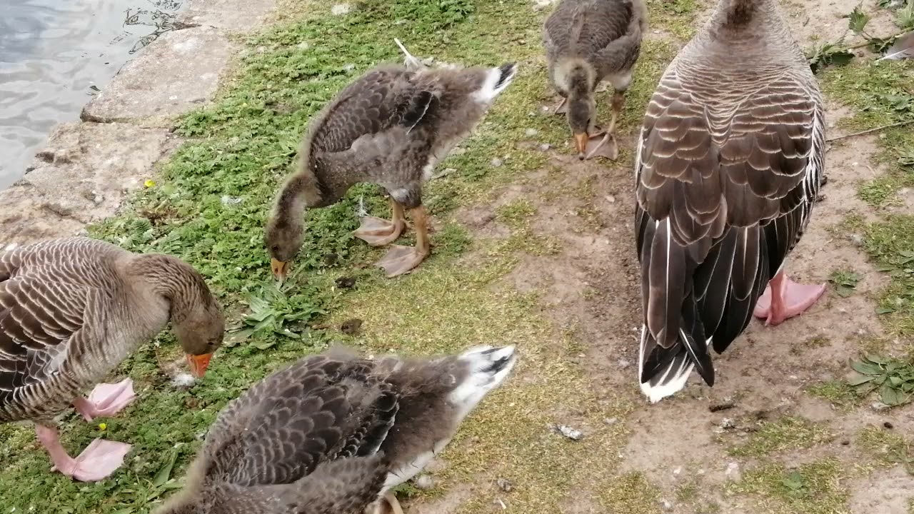 Greylags with their goslings and Black Swan