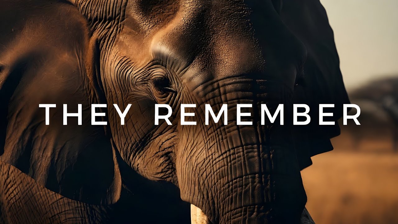 Elephant Memory and Intelligence Explained