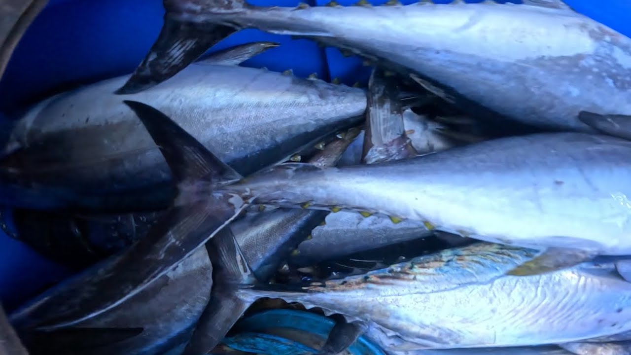 Sa Wakas Nakita Nanamin! Dito Nanaman Nag-umpisa Mga Bakbakan Ng Tuna
