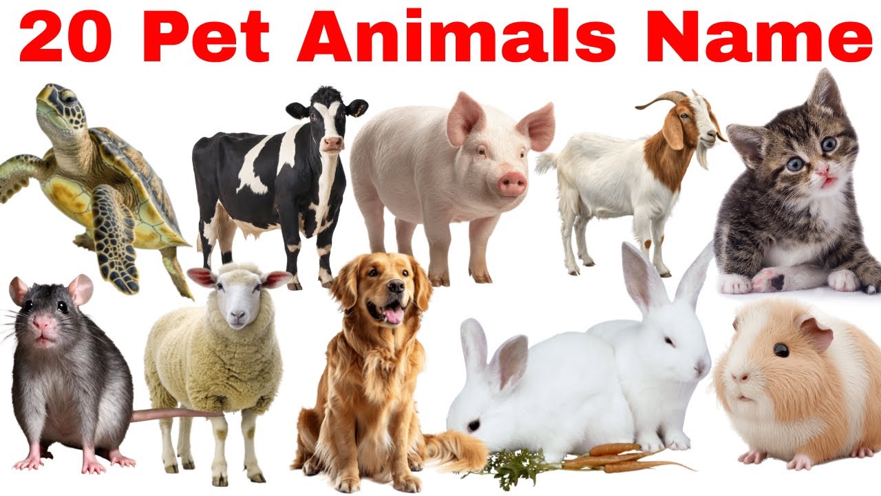 20 Pet Animal Names for Kids | पालतू जानवरों के नाम | Pet Animals Name with Pictures | Kids Study