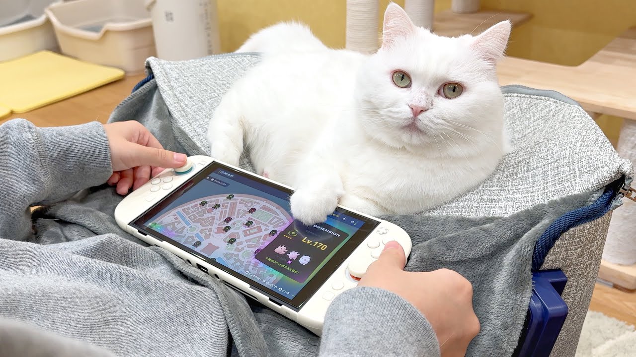 休日の妹と猫の過ごし方が面白すぎたｗ