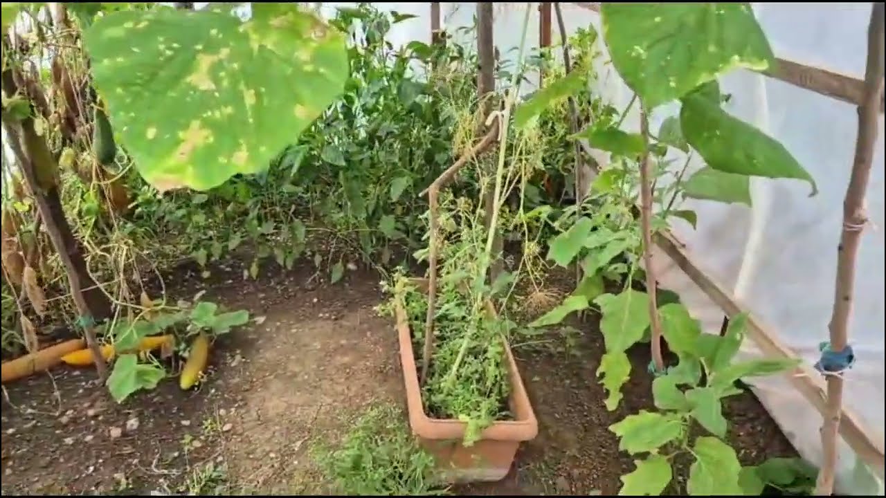 Bahçemize Hoş Geldiniz 🌿 İlk Gezimiz!                          🐔Bahçemizi keşfedelim🌸
