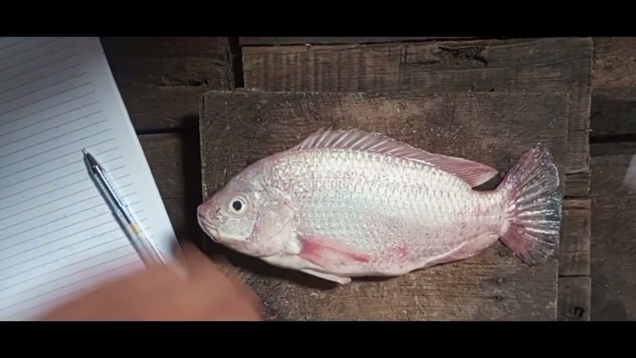 Cara mengukur bagian bagian tubuh ikan Nila menggunakan penggaris#sorotan 