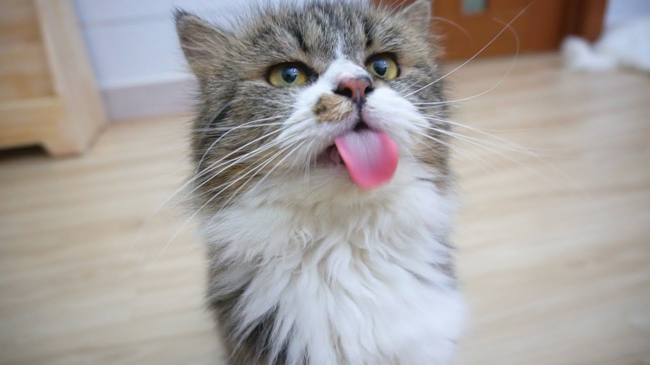 Put Cheese On Cat's Nose - Cat's Reaction | Candace House