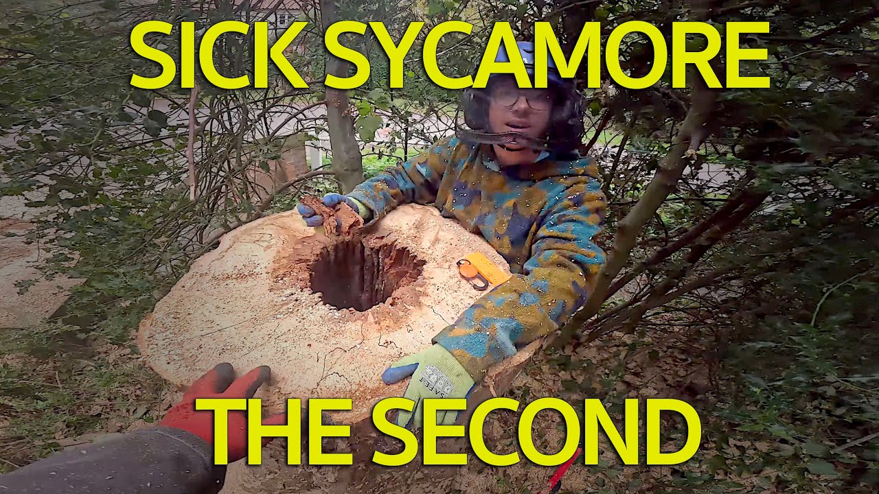 Sick Sycamore the Second! 🤒 🌳 🪵