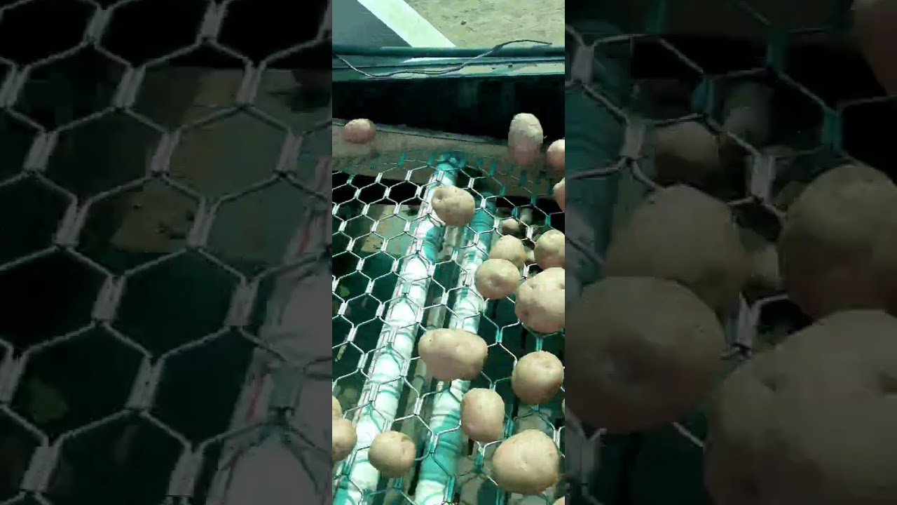 Potato Grading machine🥳🥳