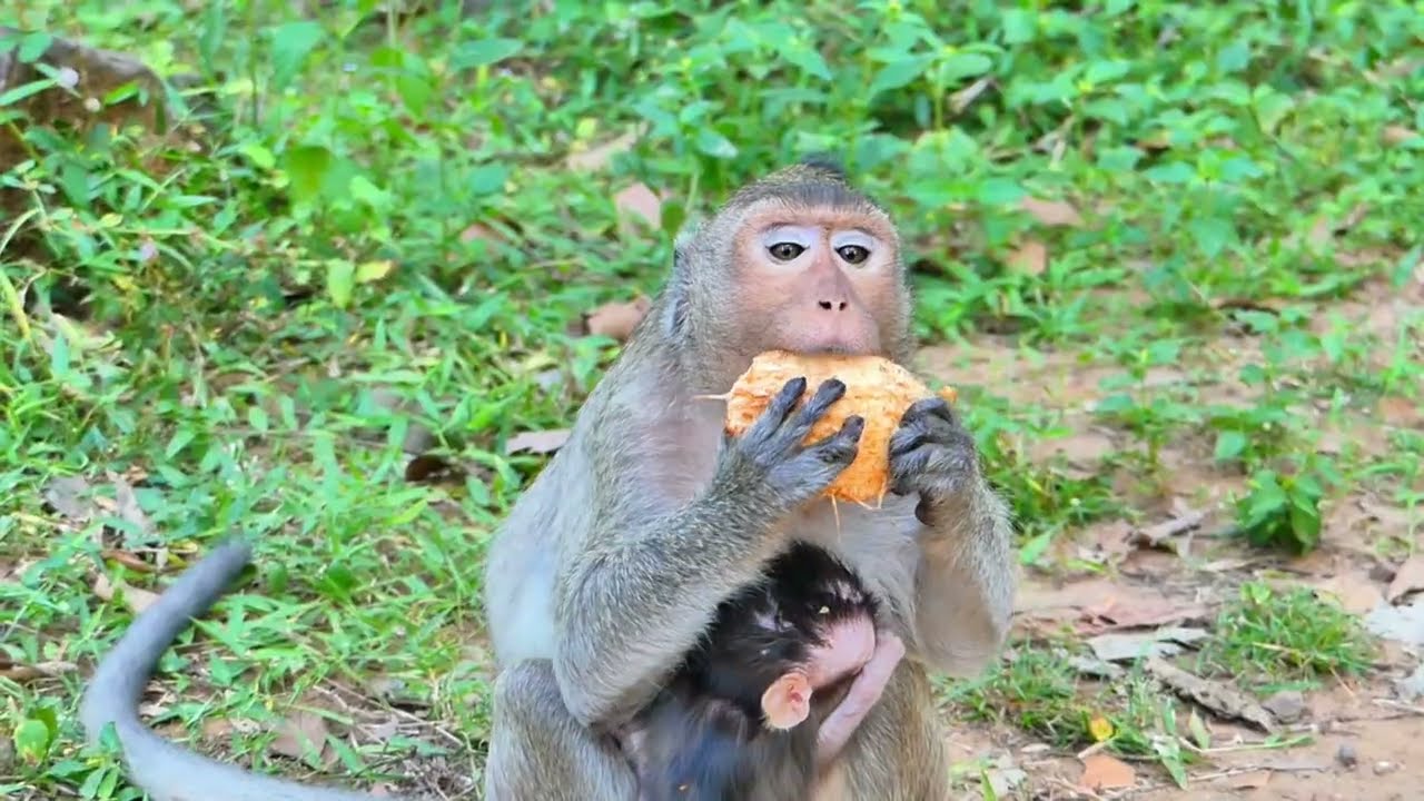 Saxon monkey eating Coconut milk ,