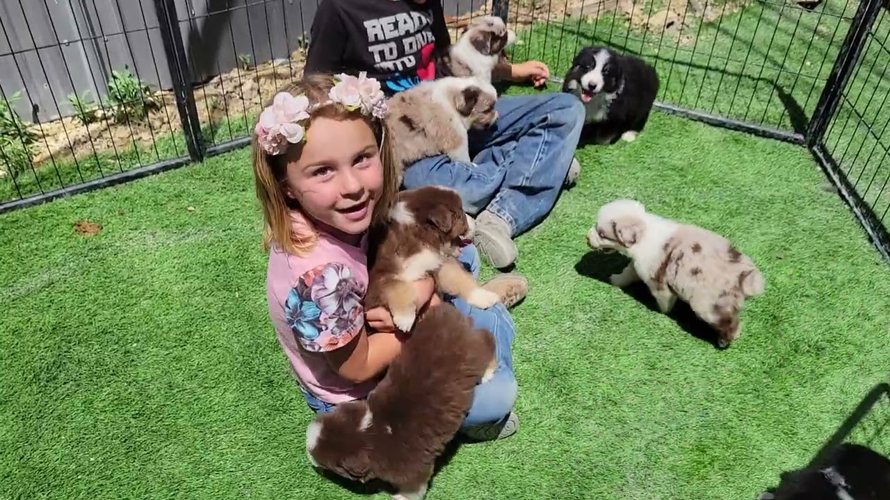 AKC Australian Shepherd Puppies from Pepper & Buck