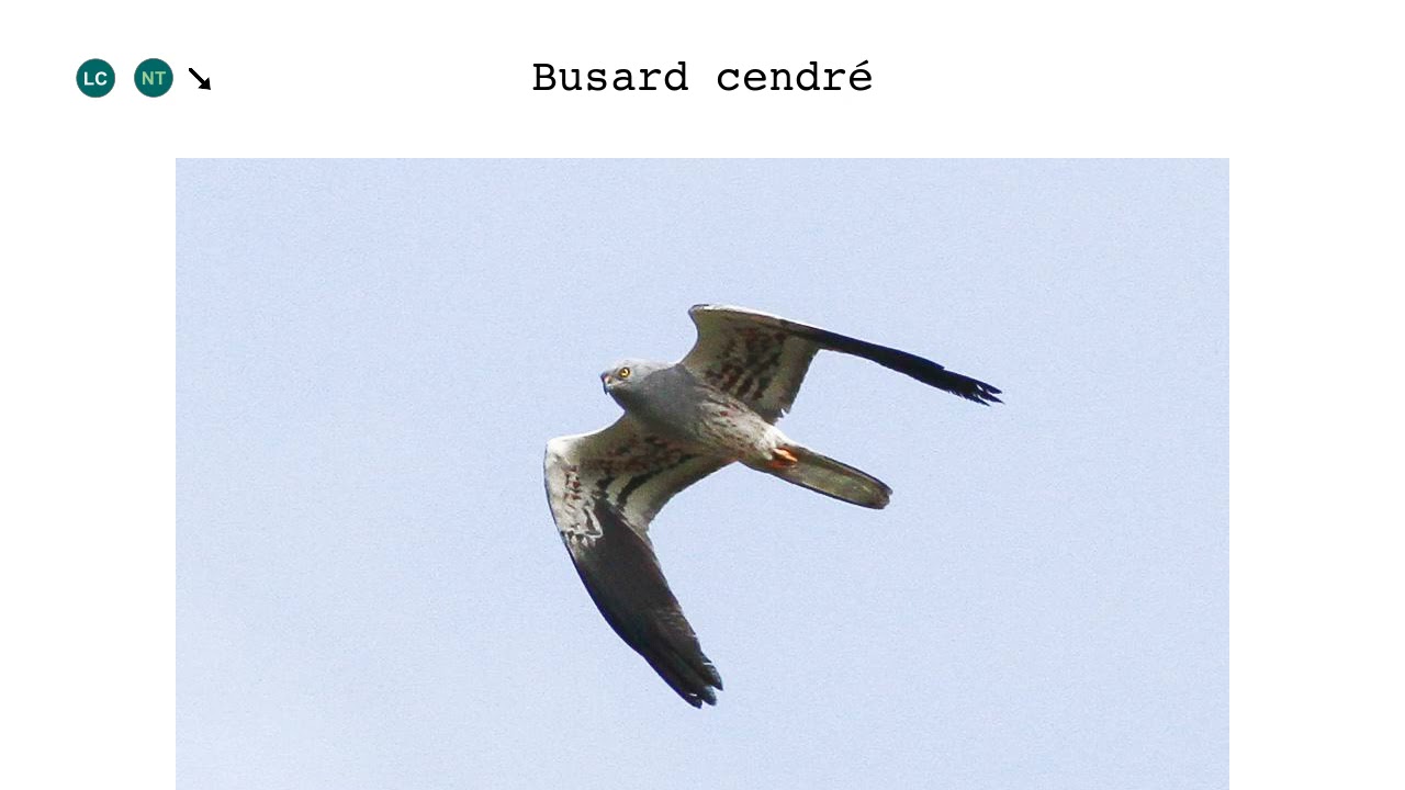 Rapaces des Pyrénées #2