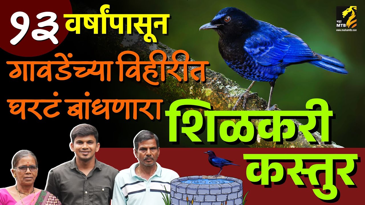 रत्नागिरीतील विहीरात घरटं बांधणारा शिळकरी कस्तुर | malabar whistling thrush call | Maha MTB