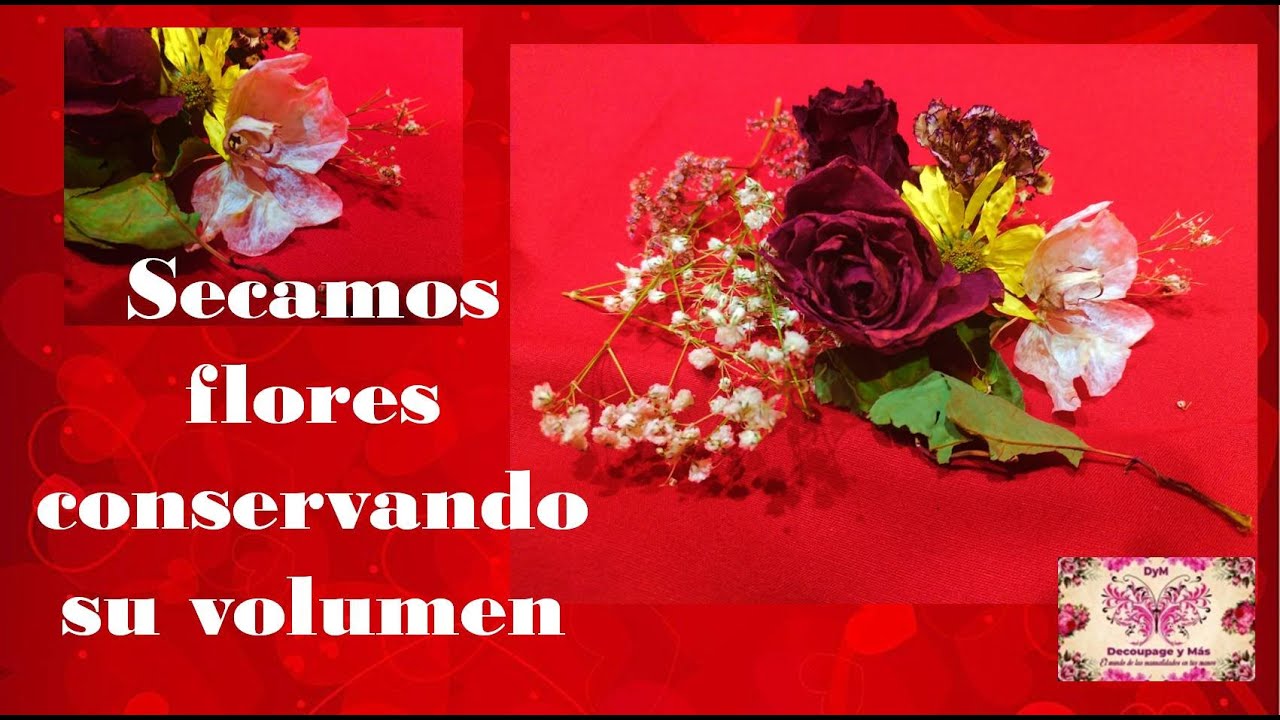 SECAMOS FLORES CONSERVANDO SU VOLUMEN