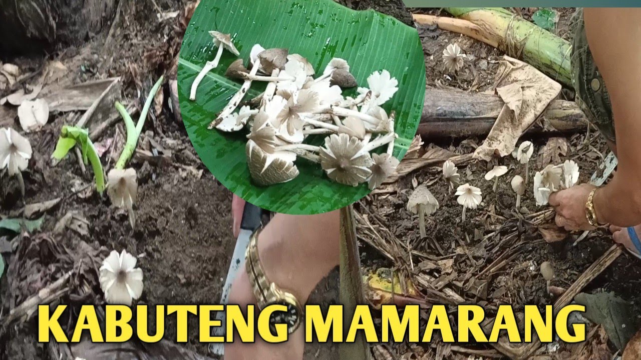 KABUTING MAMARANG // KASADO//#ofw #pwd #kmjs
