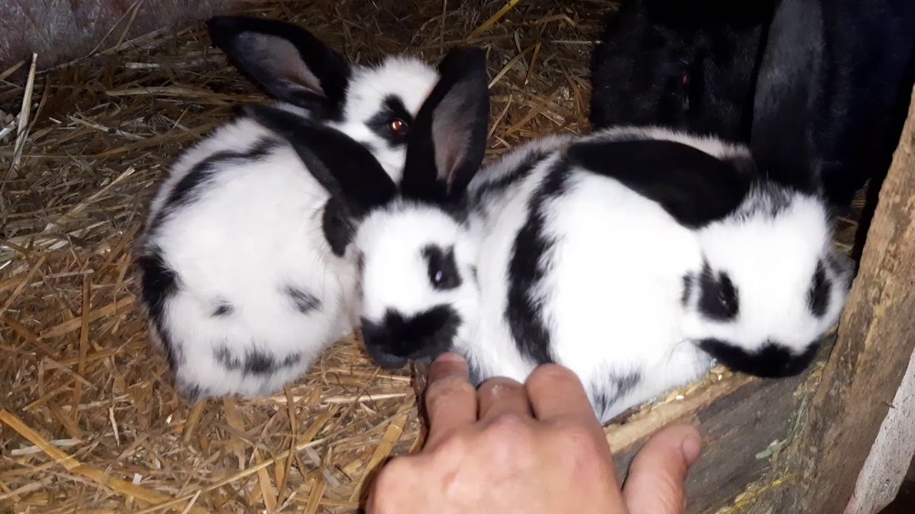 Pestriți german, o frumusețe