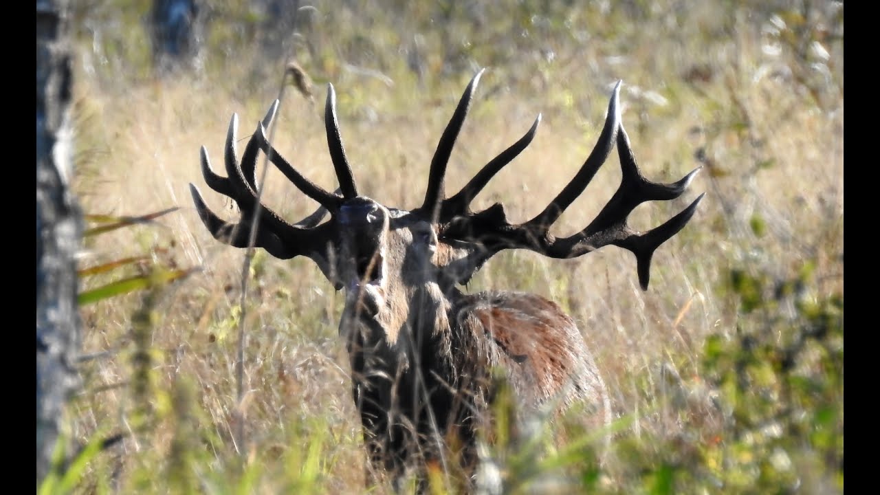 Rykowisko Jeleni 2023 / Potężne byki z Bagien /Hirschbrunft / Deer Rut #rykowisko #wildlife #hirsch