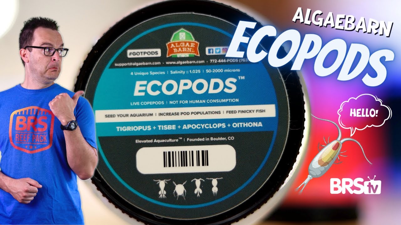 The TINY Titans of a Reef Tank&rsquo;s Clean Up Crew! AlgaeBarn EcoPods