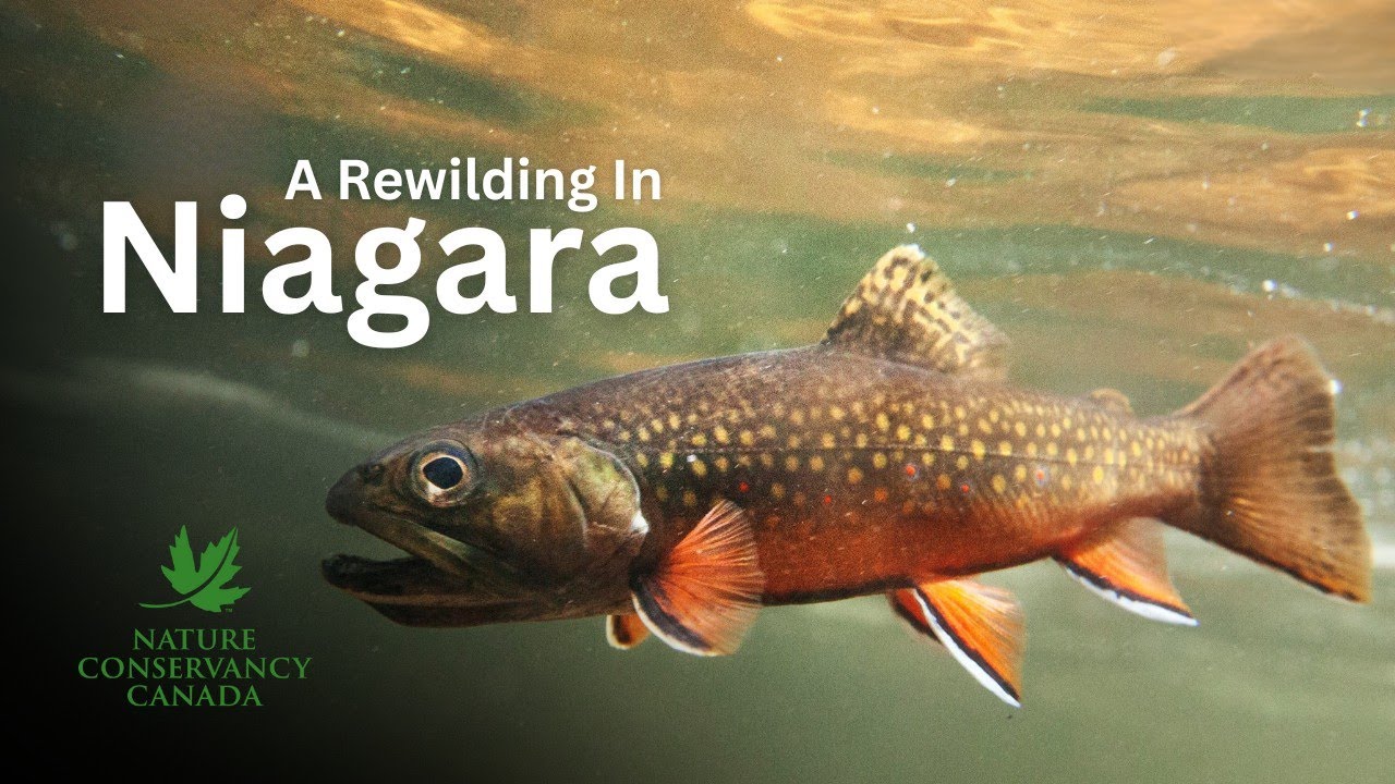 A Rewilding in Niagara Region