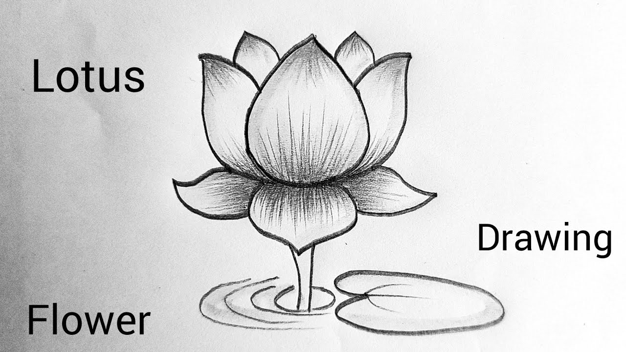 How To Make A Lotus Drawing Easy | How To Draw A Lotus Flower Very Easy Step By Step