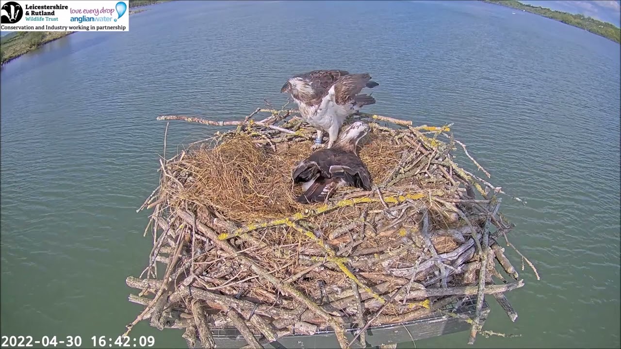 Intruder flies close to the nest