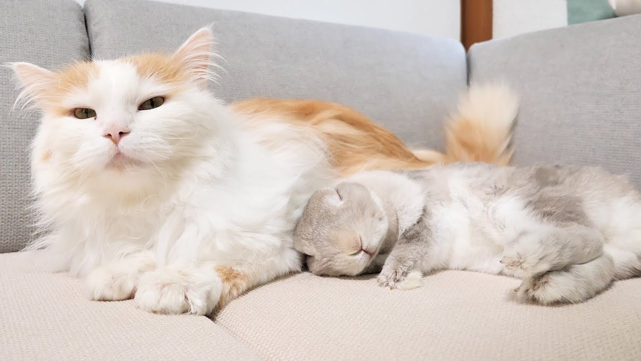 弟猫があまりにもモフモフ過ぎてクッションと勘違いしちゃってるうさぎさん