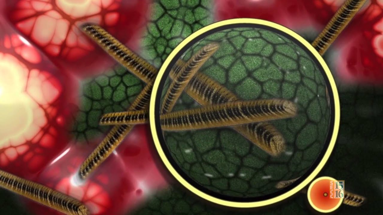Student DV Feature: Bacteria Basics