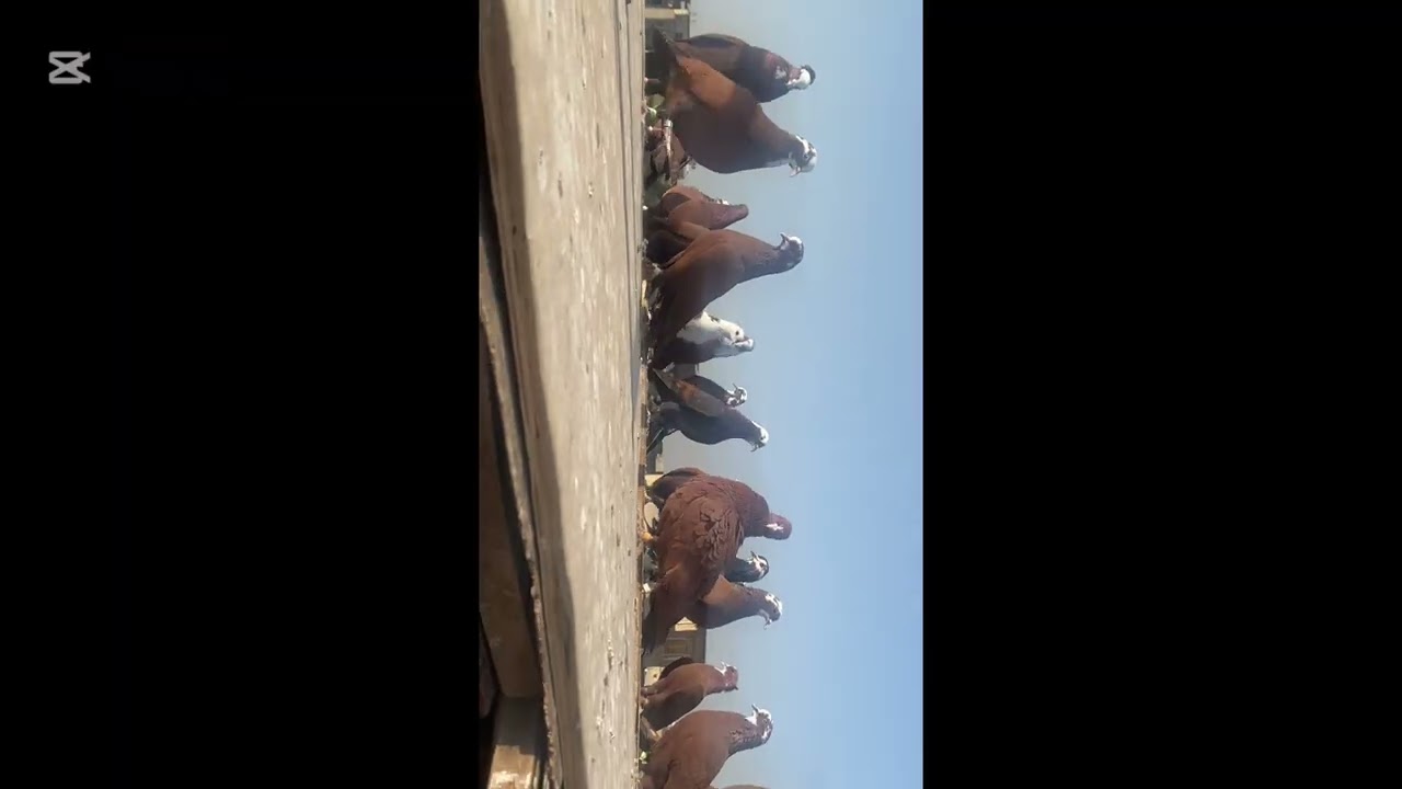 عدنه صيد 7 🩶🤩 وجبت طيور جديده وأخر احداث  السطح 