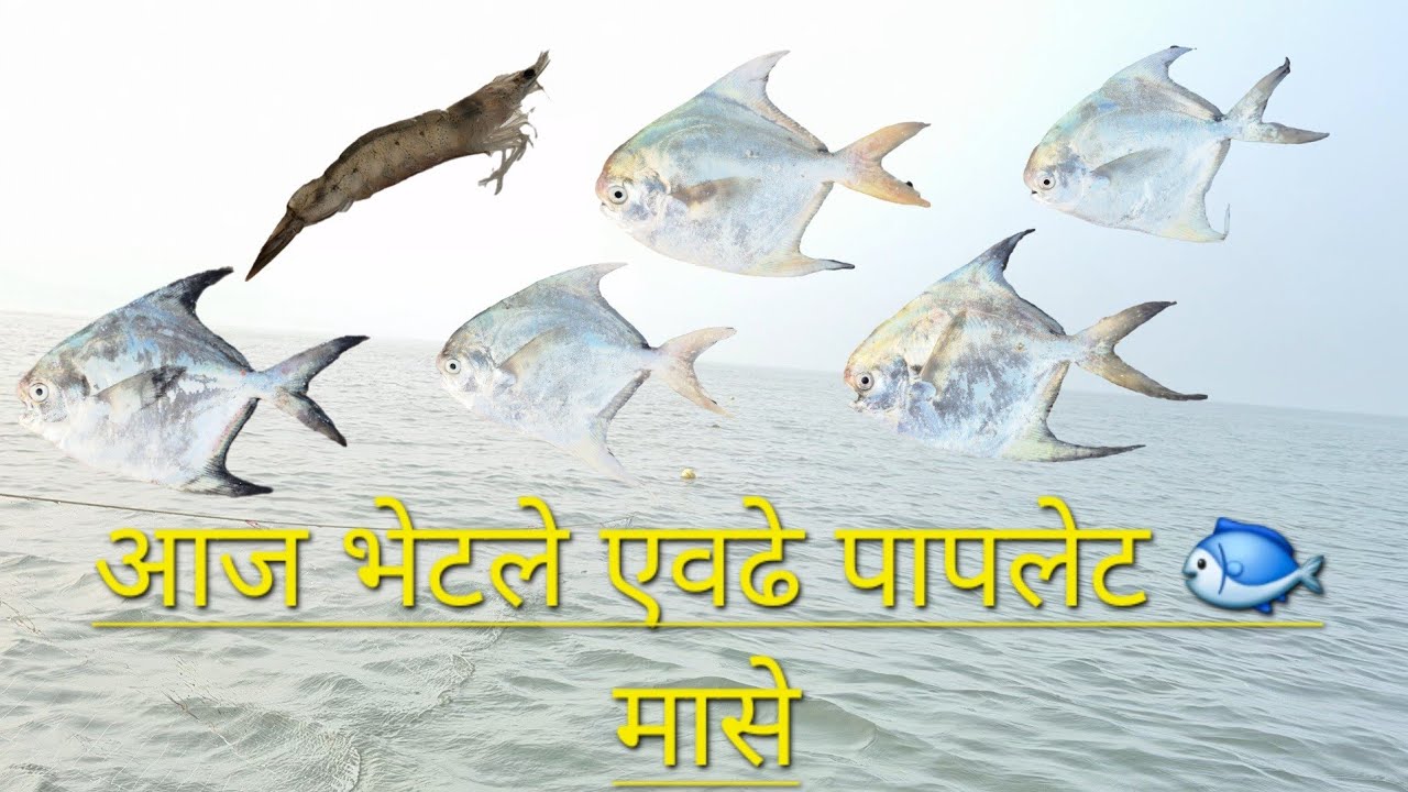 आज गेलो होतो खजुरा (जिताडा #baramundi ) आणि #पापलेट पकडायला, #koli #baramundifishing #पापलेट 😋