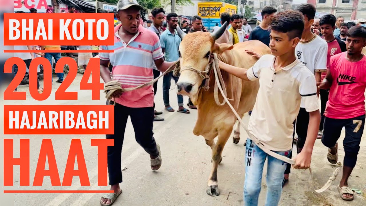 Bhai koto 2024 Hajaribagh haat || cow price in Bangladesh || Gorur dam koto || Puran Dhaka 