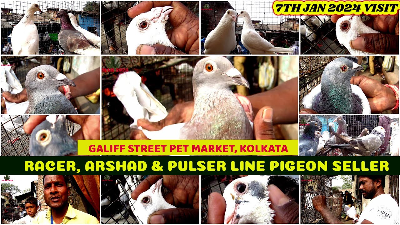 Racer, Pulser & Arshad Pigeon Seller | Galiff Street Biggest Kabooter Market, Kolkata | 7th Jan 2024