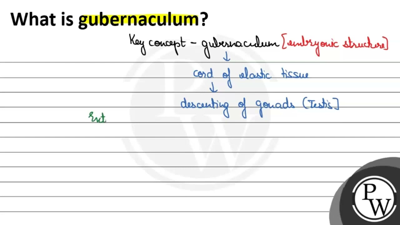 What is gubernaculum? \[ \mathrm{r} \] (W)