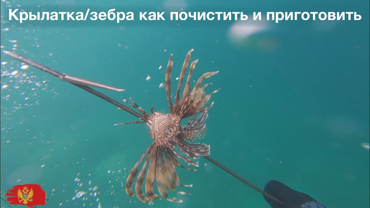 Крылатка как готовить эту ядовитую рыбу. Ядовитая рыба крылатка как удалить шипы и как чистить