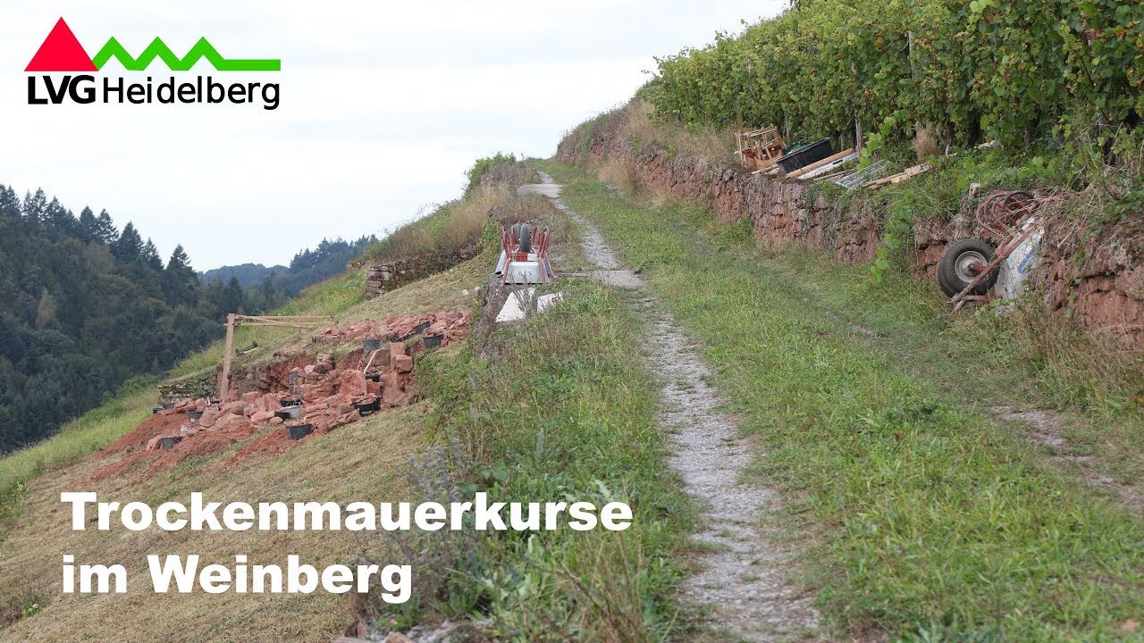 Trockenmauerkurse im Weinberg