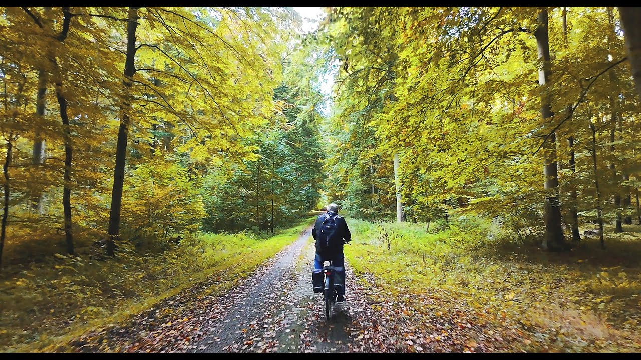 Fahrradtour im Wald