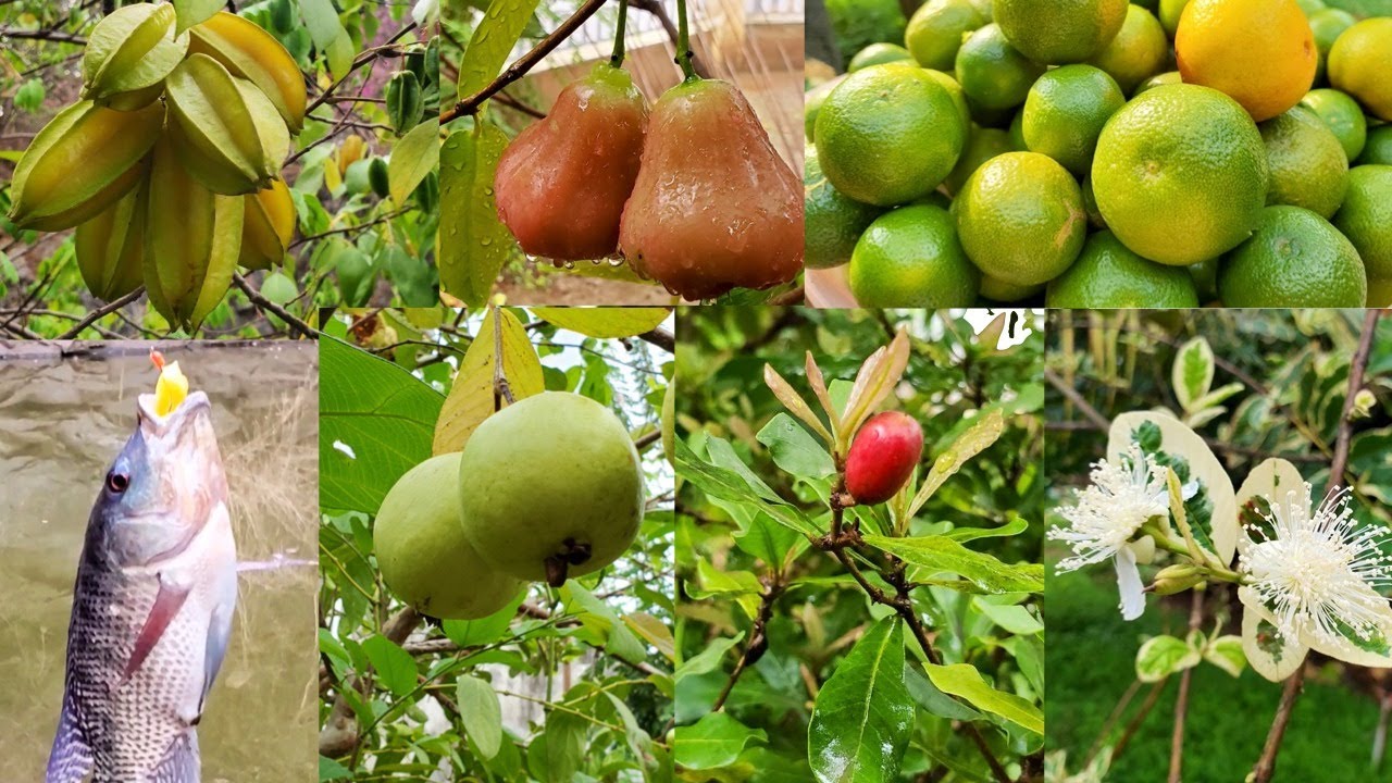 Home garden with resort concept / റിസോർട് കൺസെപ്റ്റിലുള്ള മംഗലം ഡാമിലെ ഞങ്ങളുടെ ഹോം ഗാർഡൻ