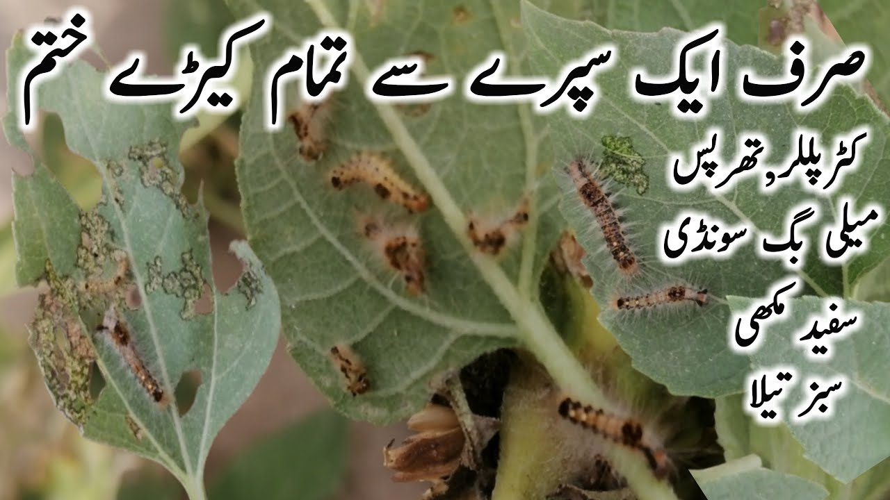 How to control pest attack in plants | How to save plants from rays | Kerymar spray for plants