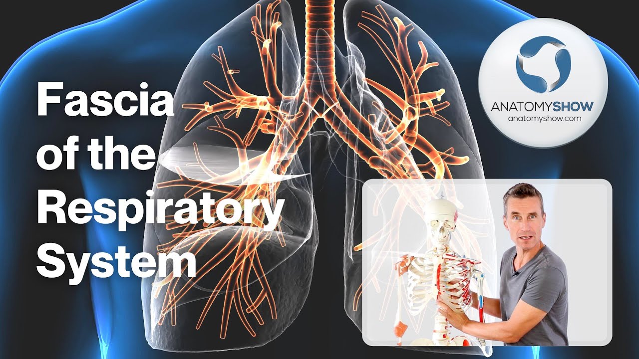 Fascia of the Respiratory System - New Course
