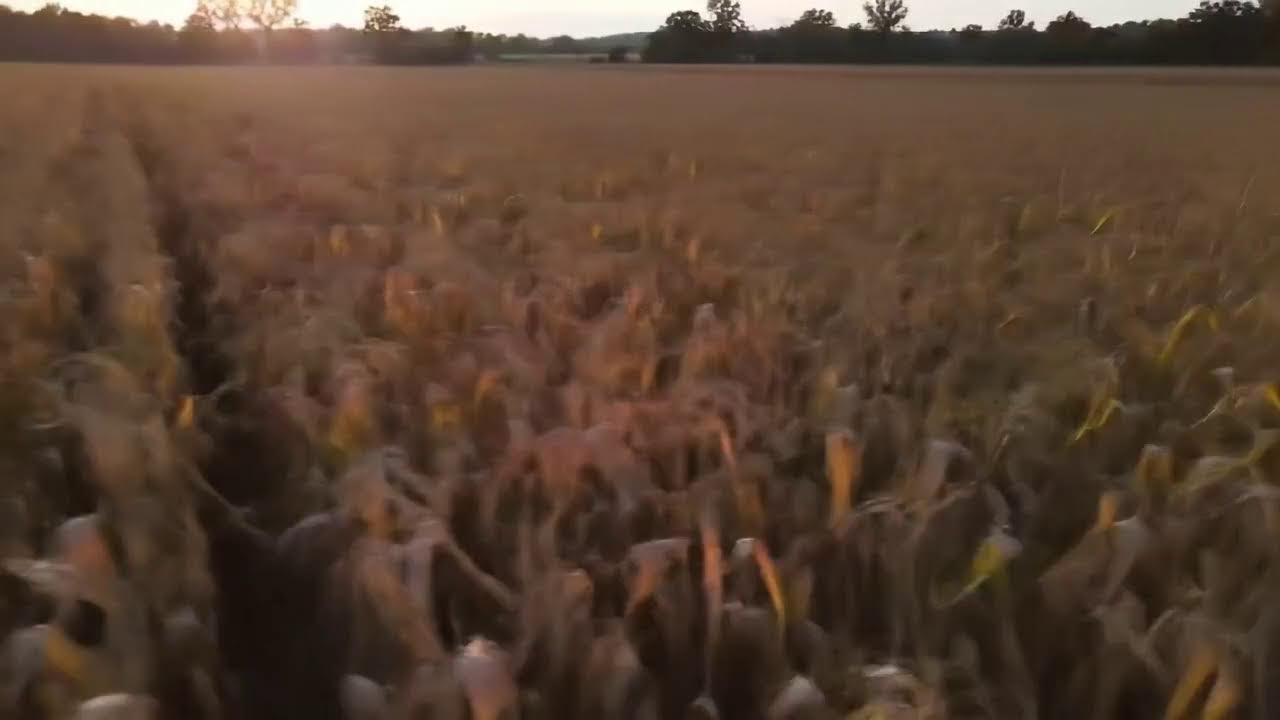 A beautiful classic country music mix that creates the perfect calm country atmosphere