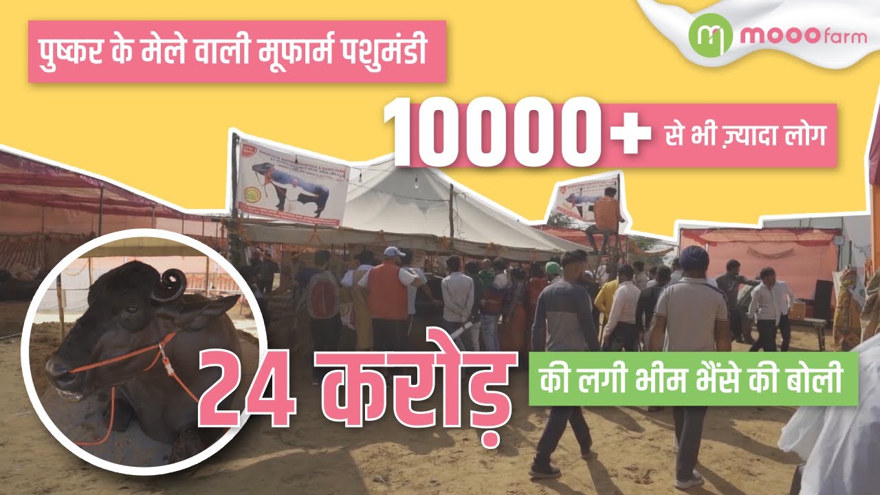 पहली बार लगी ऐसी पशु मंडी किसानों की जुट गई भीड़। MoooFarm at Pushkar Cattle Fair