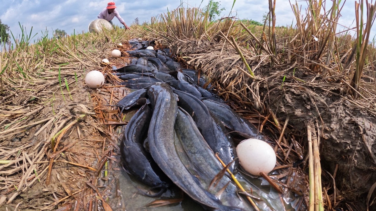 Hand fishing! skills fisherman catch a lot of fish and pick duck eggs in mud water by skills hand