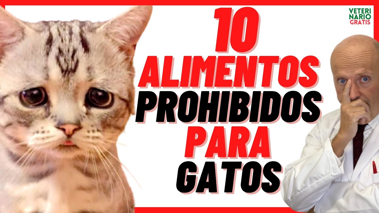 10 Alimentos Prohibidos 🆘 Tóxicos y Mortales para Gatos  🆘 Alimentos que no pueden comer los Gatos