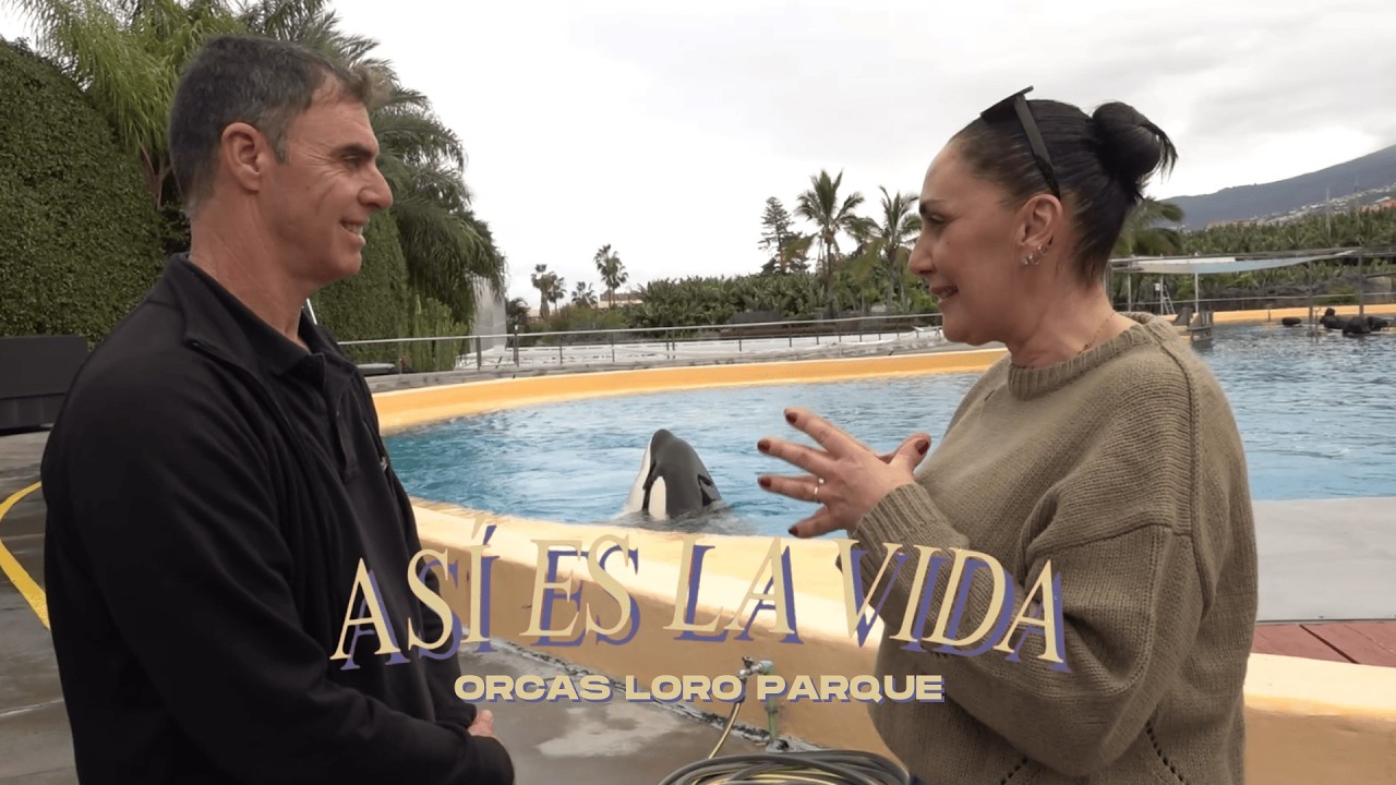 Así es la Vida | 44 | Visitamos a la Familia de Orcas de Loro Parque