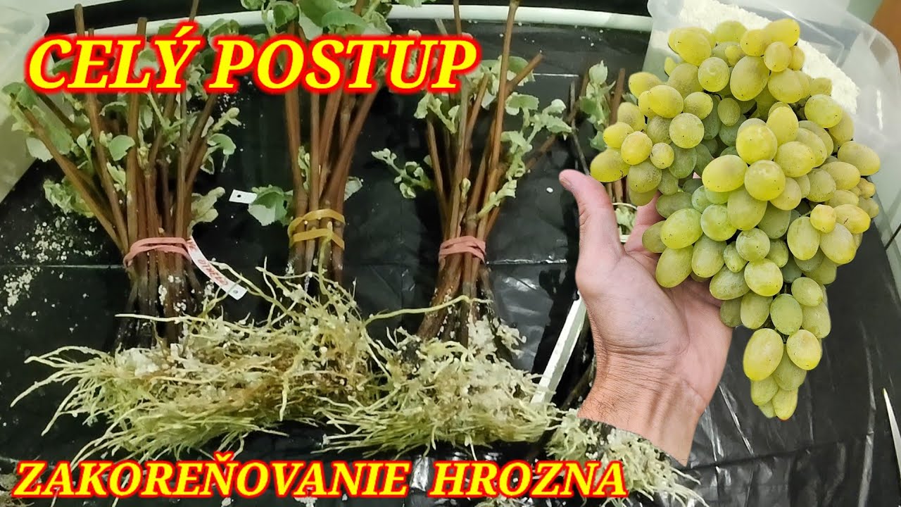 Zakoreňovanie odrezkov hrozna v perlite - celý postup. Výsledok po 33 dňoch.