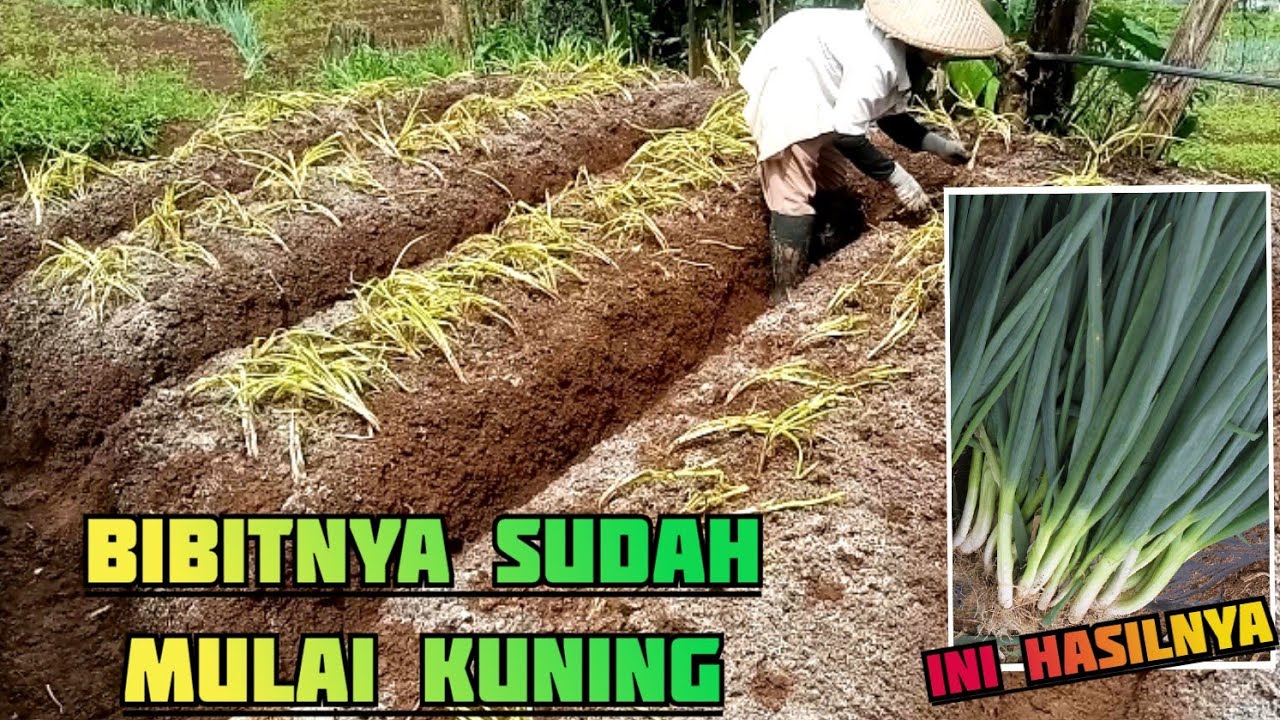 Wow... JANGAN LIHAT BENIHNYA TAPI LIHAT HASILNYA