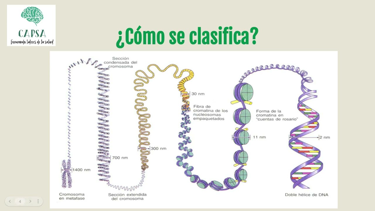 Clase cromatina
