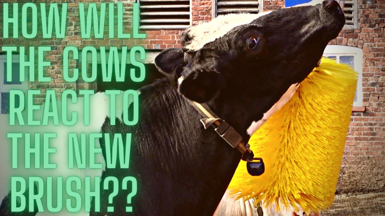NEW COW BRUSHES COST £3K, WAS IT WORTH IT???