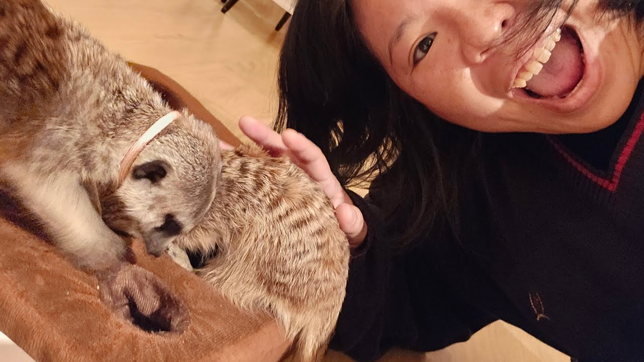 吉祥寺にあるミーアキャットカフェ　Meerkat Cafe in Kichijoji