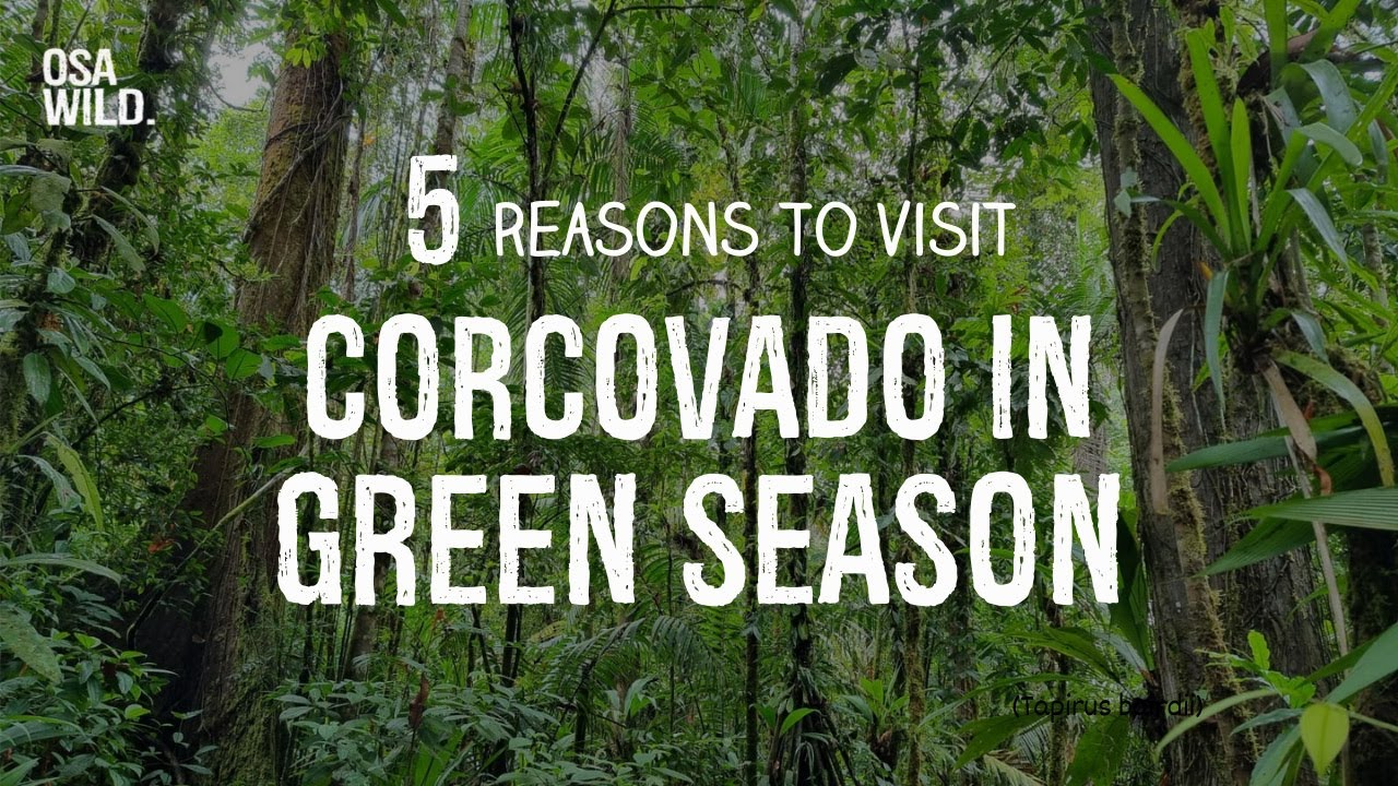5 reasons to visit Corcovado National Park in Green Season
