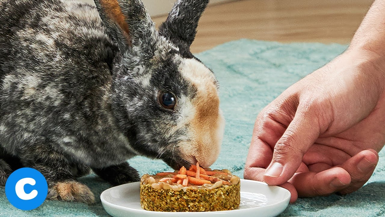 DIY Carrot Cake for Rabbits | Chewy Eats