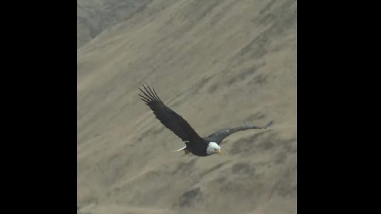 Eagle Flapping Wings In Slow Motion