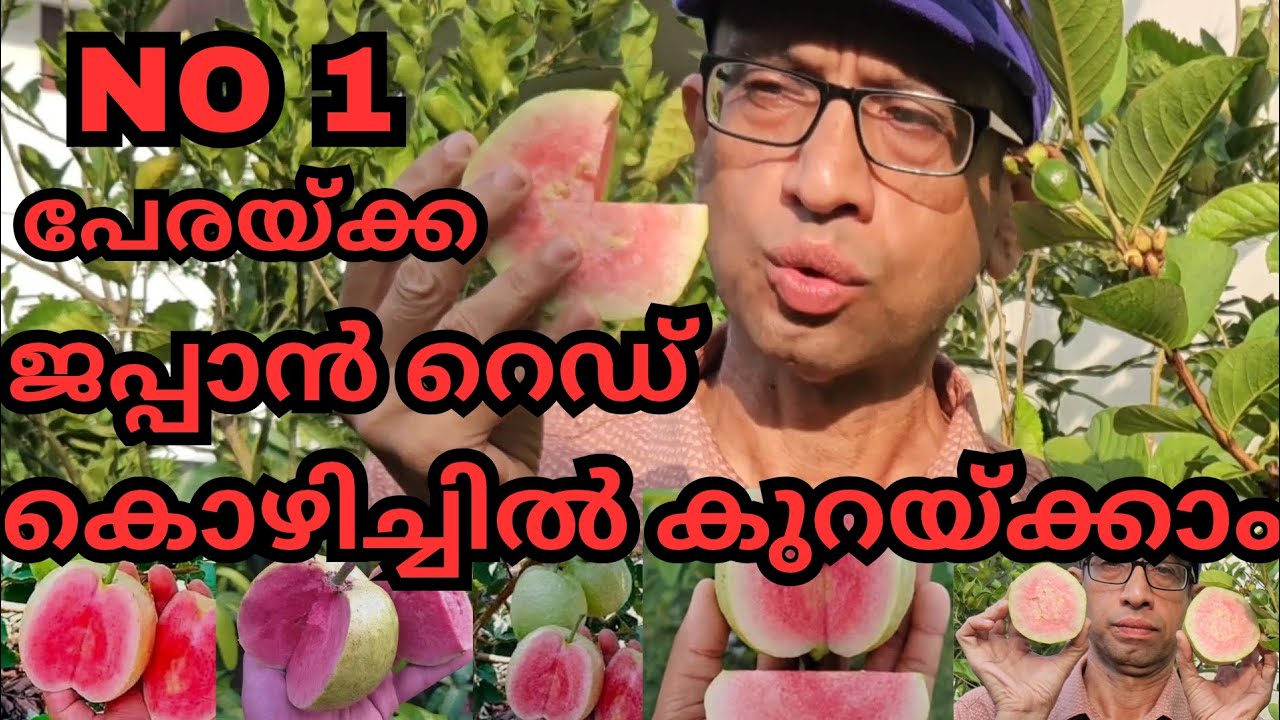 ജപ്പാൻ പേരയിൽ മാക്സിമം കാ പിടിപ്പിക്കാം#japanguava#plants#fruits#guava#fertilizer#foliar#sop#boron